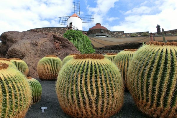 Cactus Garden in Lanzarote